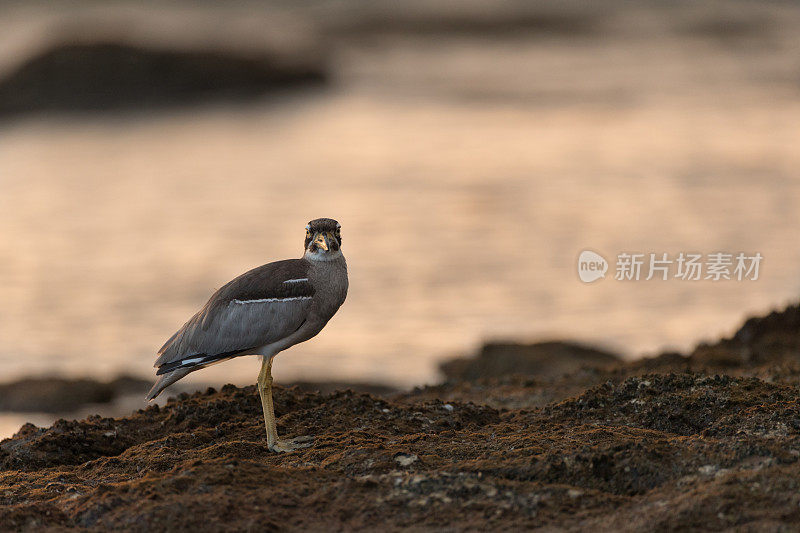 海鸟:成年海滩粗膝鹬(Esacus magnirostris)，又名海滩石鸻。